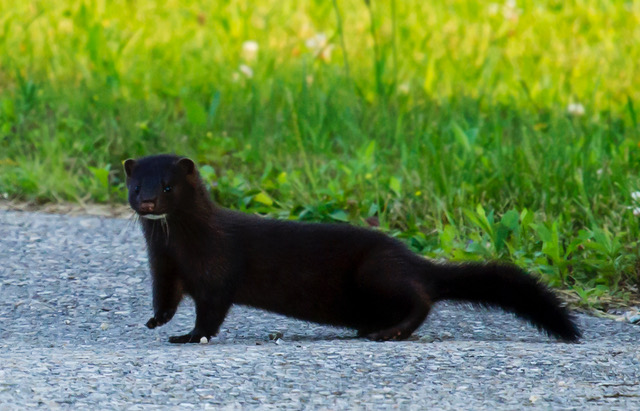 American mink - one of lash extension's material